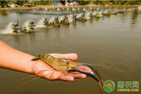 水产养殖：对虾黄鳃黑鳃怎么回事?(内附解决措施)