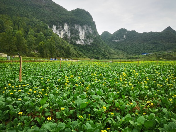 惠水县羡塘镇比纳村蔬菜基地。