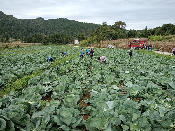 惠水县岗度镇本地村蔬菜基地。