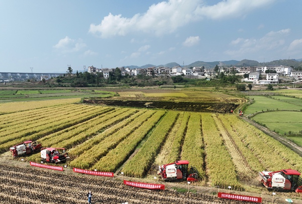 惠水县2022年水稻收割技能大比拼活动现场。