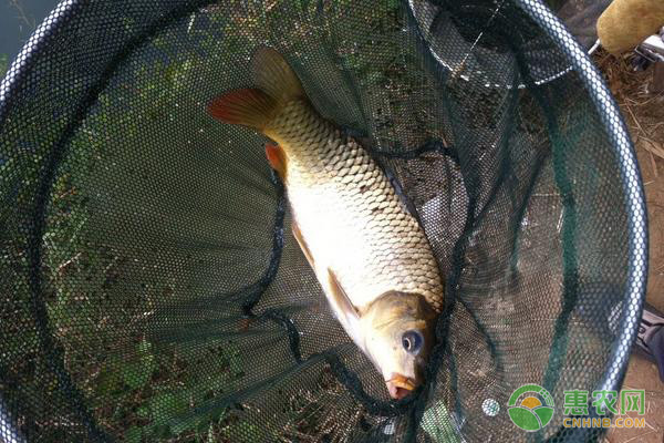 養(yǎng)魚如何降低飼料成本？這幾個(gè)技巧趕緊學(xué)會(huì)！