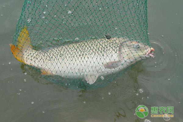 養(yǎng)魚如何降低飼料成本？這幾個技巧趕緊學(xué)會！