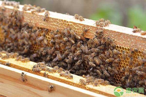 蜂蜜怎么辨别真假？教您九招别被坑！
