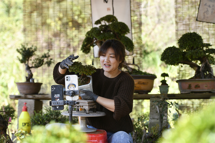 村民在盆景種植大棚內(nèi)直播銷售盆景。周亮攝