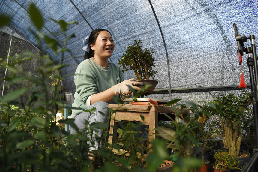 村民在盆景種植大棚內(nèi)直播銷售盆景。周亮攝