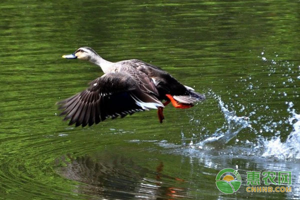 肉雛鴨育雛死亡原因