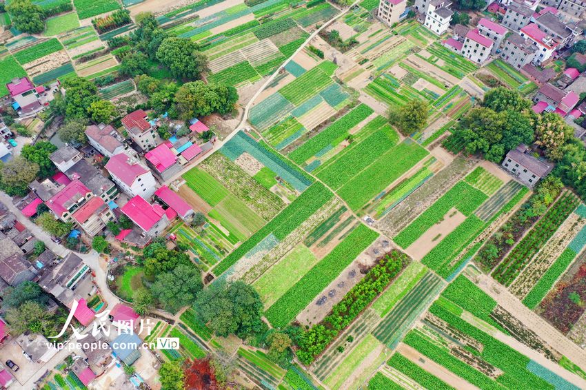 2022年11月14日，在江西省吉安市泰和縣澄江鎮(zhèn)蔬菜種植基地，條塊狀的菜地與紅瓦農(nóng)房相映成趣，構(gòu)成一幅美不勝收的田園風(fēng)景畫。