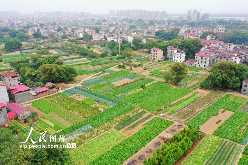 2022年11月14日，在江西省吉安市泰和縣澄江鎮(zhèn)蔬菜種植基地，條塊狀的菜地與紅瓦農(nóng)房相映成趣，構(gòu)成一幅美不勝收的田園風景畫。