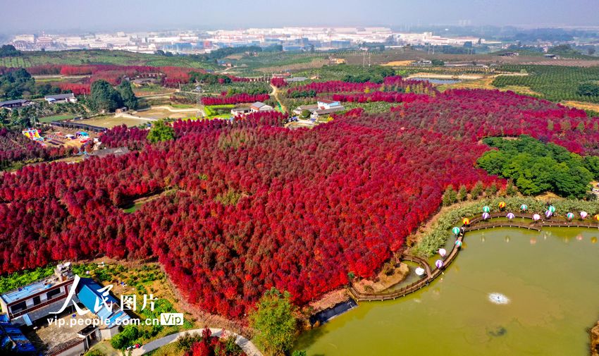 2022年11月19日，四川省眉山市東坡區(qū)太和鎮(zhèn)元寶村億嘉林木基地的“夕陽紅”和“紅冠”紅楓迎來了最佳觀賞期，吸引眾多的游客前來觀賞楓葉。