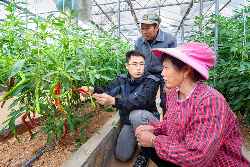 科技特派員在給菜農(nóng)傳授蔬菜種植技術(shù)。周亞茂攝