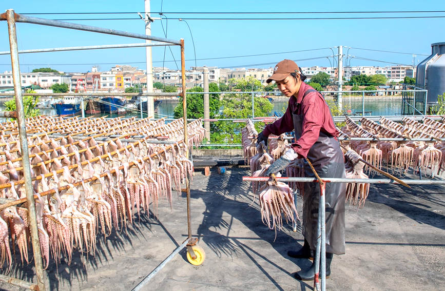 圖為漁民將章魚加工后晾曬干。徐紹榮攝