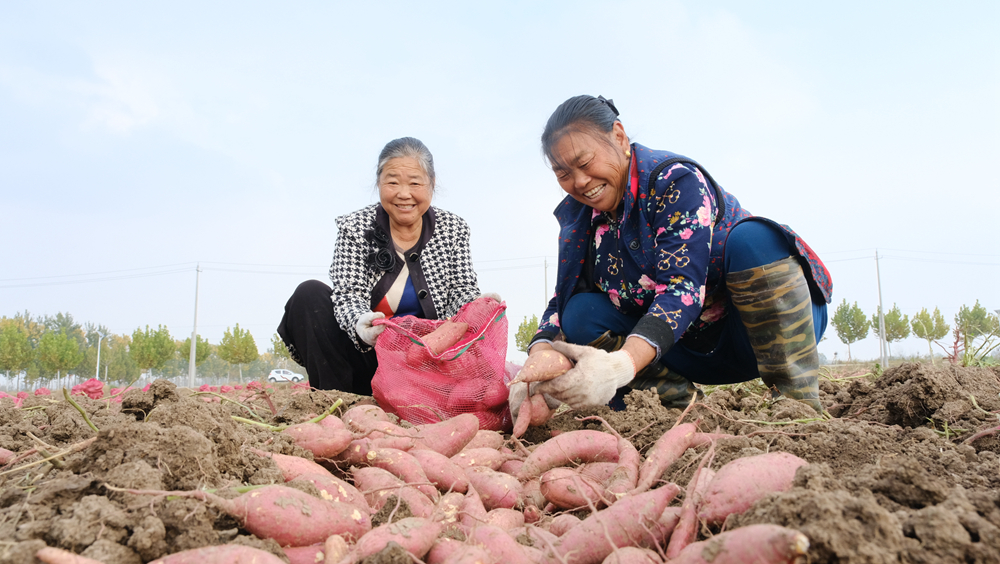 村民們采收紅薯。王華攝