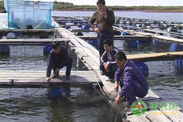 怎么利用網(wǎng)箱養(yǎng)殖鯉魚？