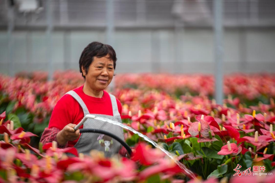 江蘇泰州：花卉產(chǎn)業(yè)助力鄉(xiāng)村振興