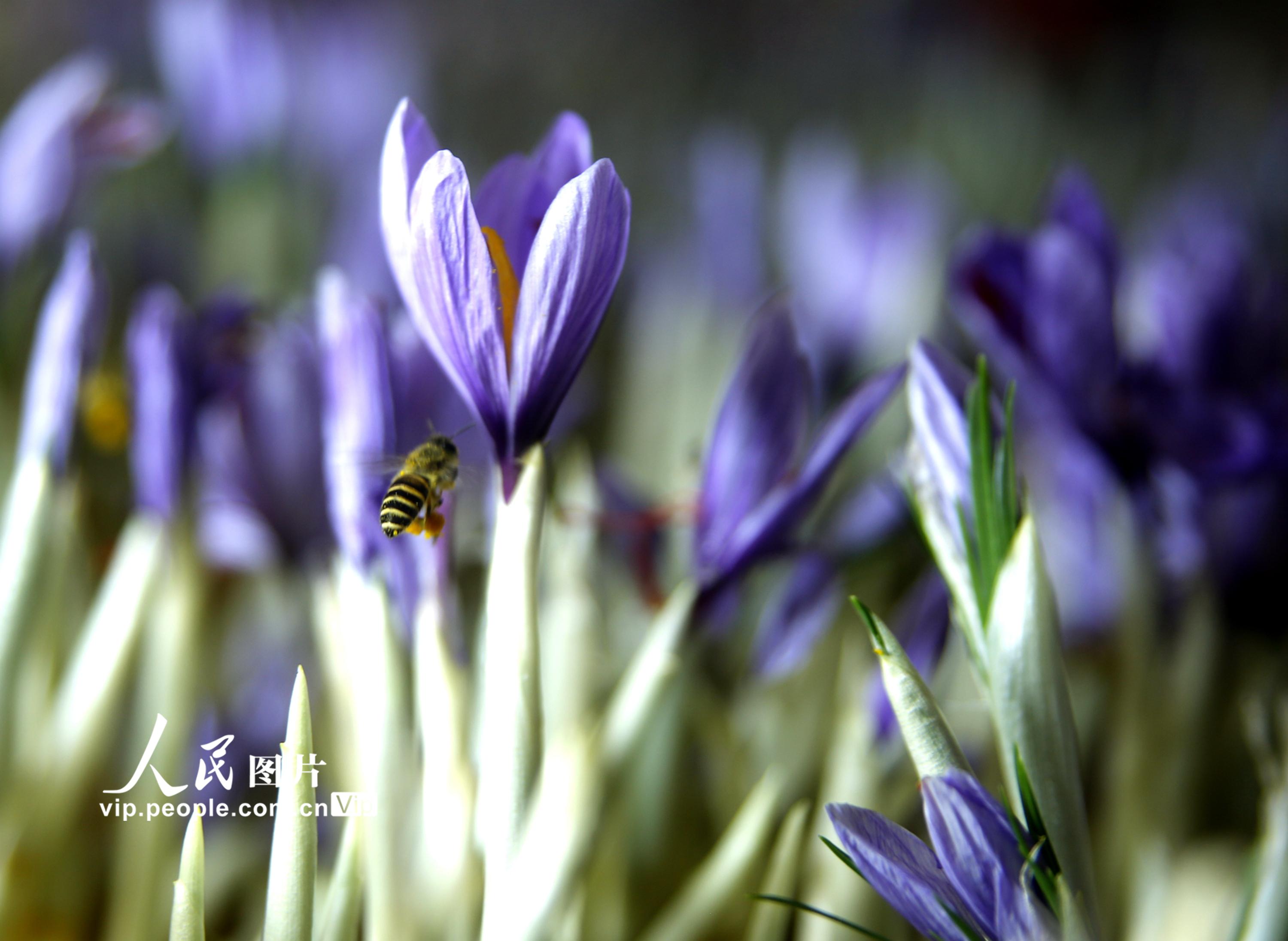 藏紅花成為鄉(xiāng)村“致富花”