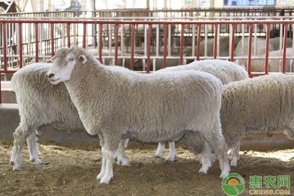 牛羊布病防治中存在的问题及应对策略