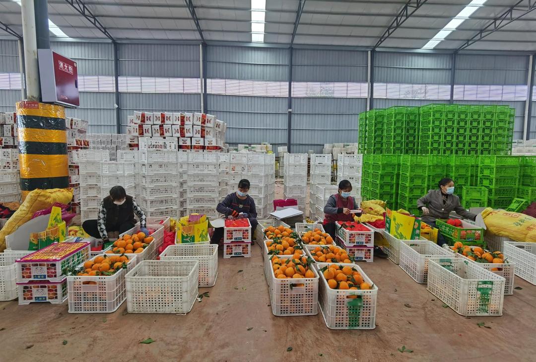 柑橘产业成为花桥村的致富“法宝”。.jpg