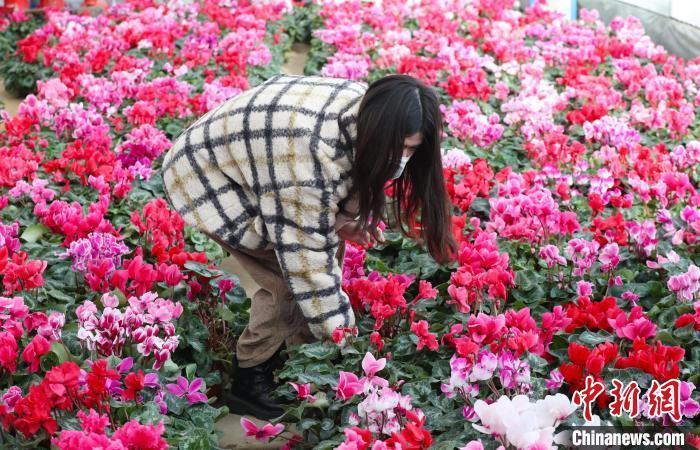 市民正在挑選鮮花?！∮诰?攝