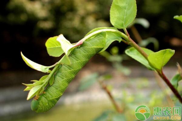 豆蟲的養(yǎng)殖技術(shù)及管理事項