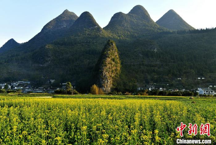 貴州興義萬峰林油菜花局部盛開。　張德厚 攝