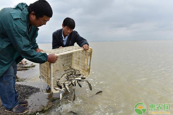 冬季魚苗投放技術(shù)