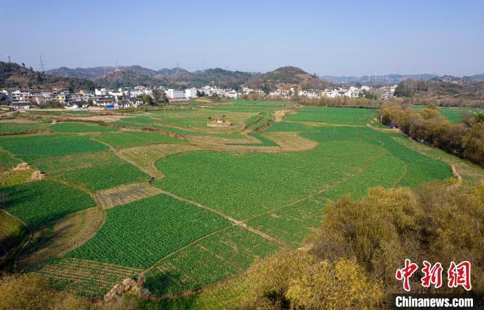 圖為貴州省黔西市洪水鎮(zhèn)解放村的油菜種植基地?！∈烽_心 攝