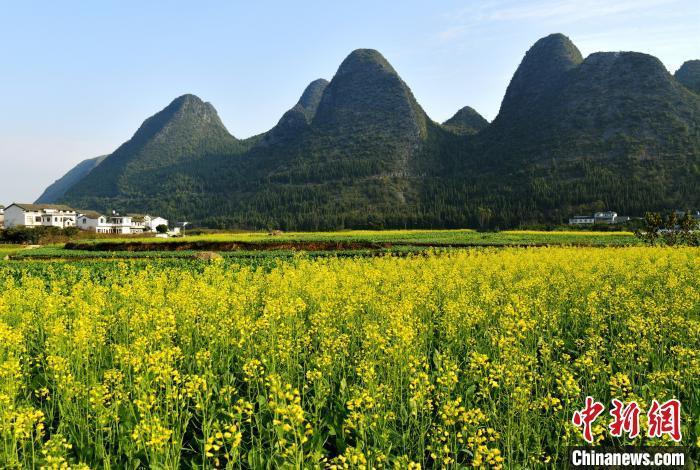 貴州興義：冬日里的萬(wàn)峰林油菜花開(kāi)猶如金海