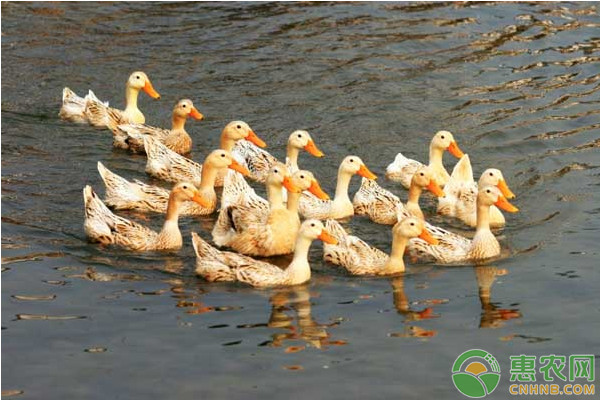雏鸭饲养管理方法和注意事项