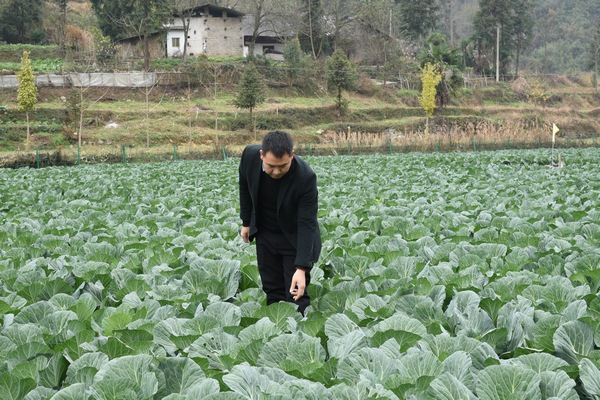 彭天宇發(fā)展的蔬菜產(chǎn)業(yè)。