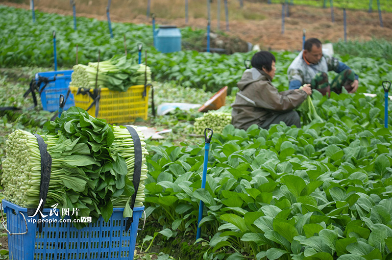 海南省瓊海市嘉積鎮(zhèn)南堀蔬菜基地的菜農(nóng)在采收葉菜。