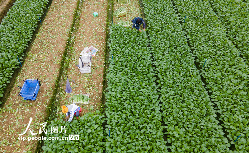 海南省瓊海市嘉積鎮(zhèn)南堀蔬菜基地的菜農(nóng)在采收葉菜。