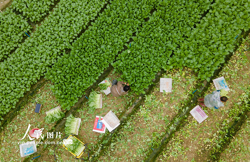 海南省瓊海市嘉積鎮(zhèn)南堀蔬菜基地的菜農(nóng)在采收葉菜。