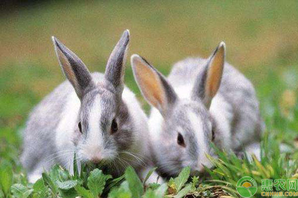 果园养兔子好处