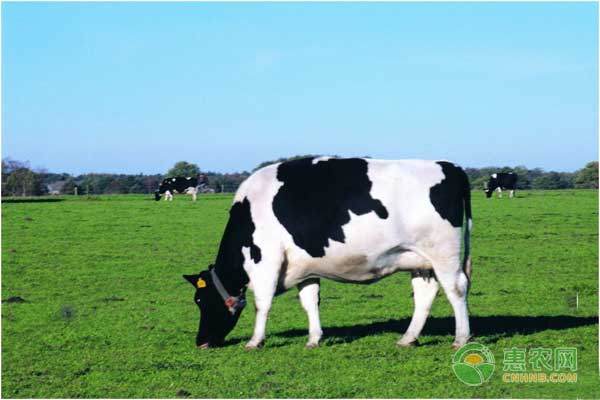 围产后期牛的饲养管理和保健技术