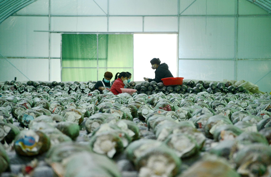 員工們正在菌菇培養(yǎng)大棚里接菌、碼垛，培育新的菌菇。 彭錦帥攝