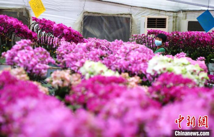 安徽肥西：花香迎新年