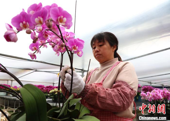 工人正在種植基地內(nèi)給鮮花組盆做造型?！￡惣覙?攝