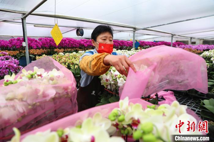 工人正在種植基地內(nèi)給鮮花做保護?！￡惣覙?攝