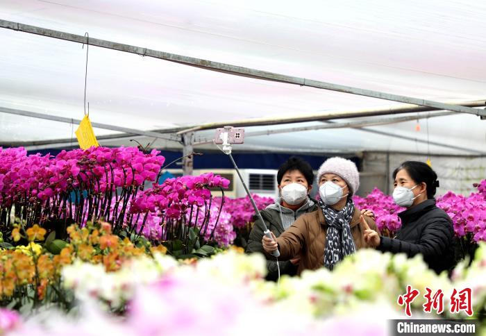 顧客在種植基地內(nèi)挑選鮮花?！￡惣覙?攝