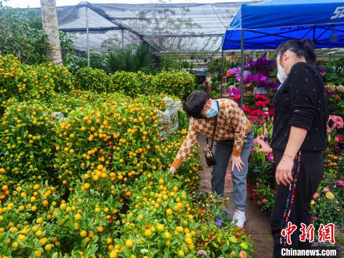 1月12日，市民在?？谛虏簫u花卉市場(chǎng)選購(gòu)年桔。　凌楠 攝