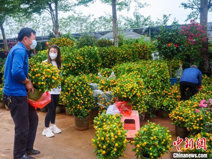 1月12日，在?？谛虏簫u花卉市場(chǎng)，市民正在選購(gòu)年桔?！×栝?攝