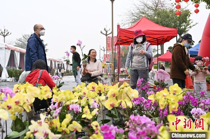 第39屆陳村迎春花市一攤位的蝴蝶蘭吸引消費者?！￡惓t 攝