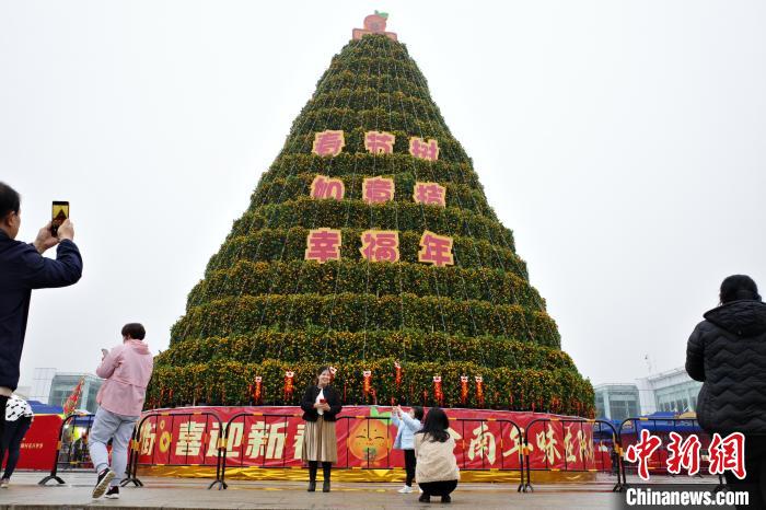 第39屆陳村迎春花市的年桔塔吸引參觀者?！￡惓t 攝