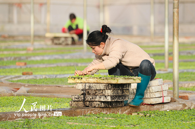 村民正在育苗大棚內(nèi)間苗補苗。