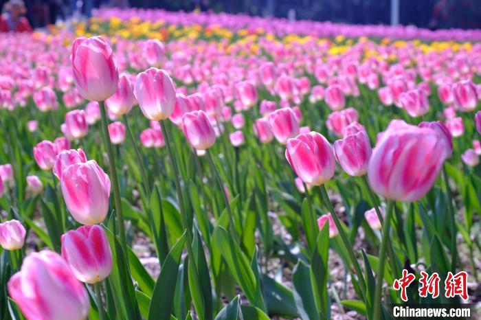 圖為郁金香花海。　李嬌陽 攝