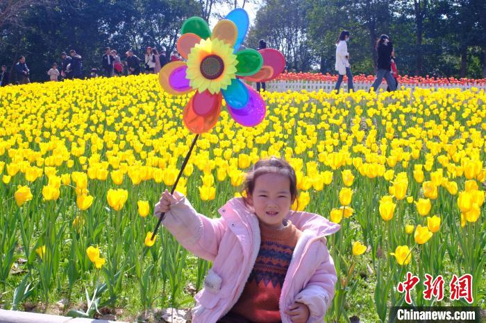 圖為一名小女孩在花海邊手舉風(fēng)車?！⒖÷?攝