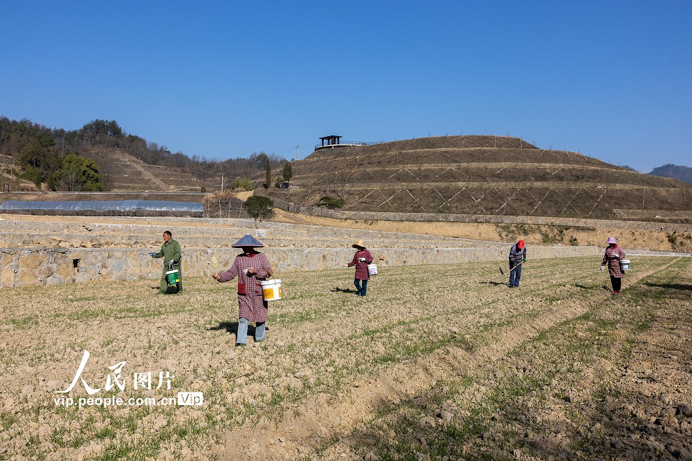 2023年1月31日，村民在浙江省諸暨市同山鎮(zhèn)綠劍村的最美田園小麥田施肥。