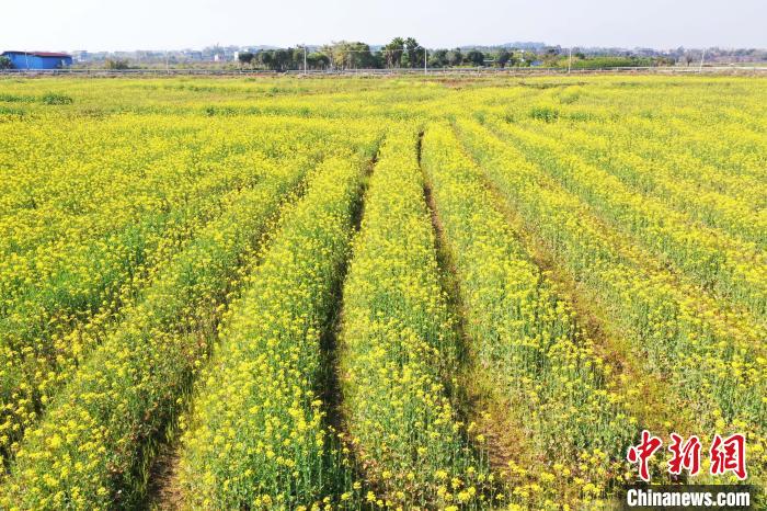 廣西平南縣：油菜花開田園美