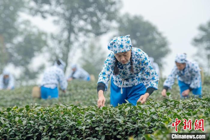 四川樂山：早春茶開采制茶人現(xiàn)場展手工制茶技藝