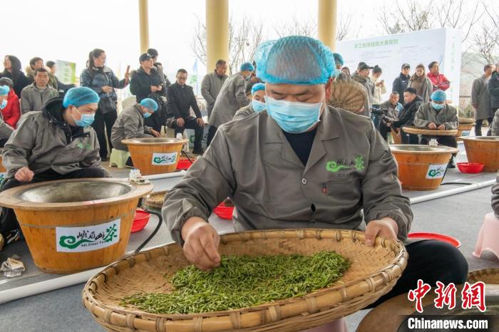 參賽選手正在挑選嫩碎茶葉。　劉忠俊 攝